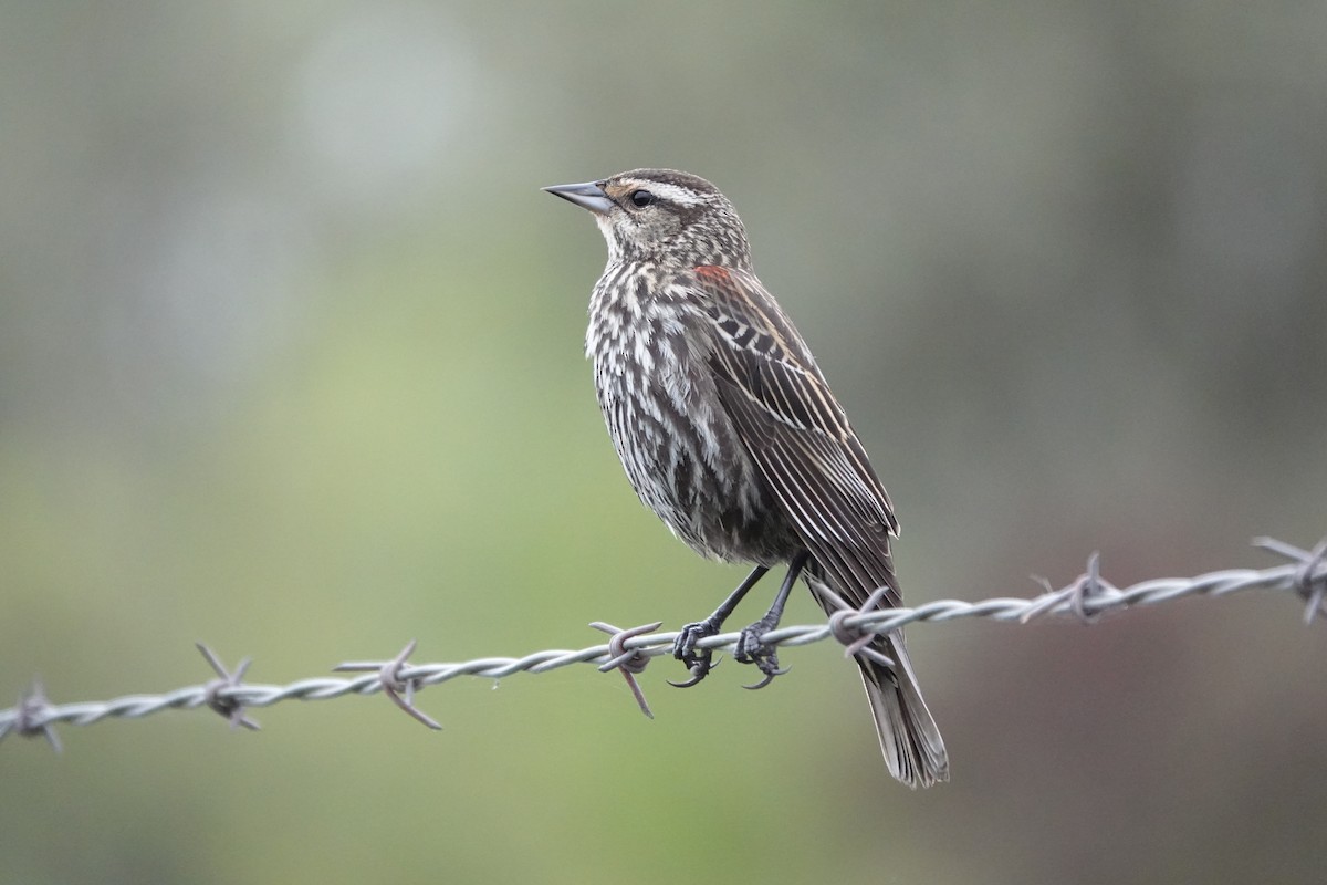 Red-winged Blackbird - ML617326936