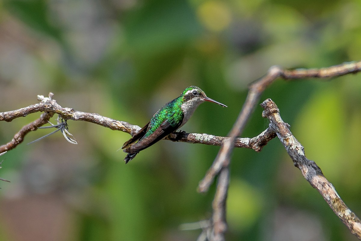 Canivet's Emerald - Enrique Mejía