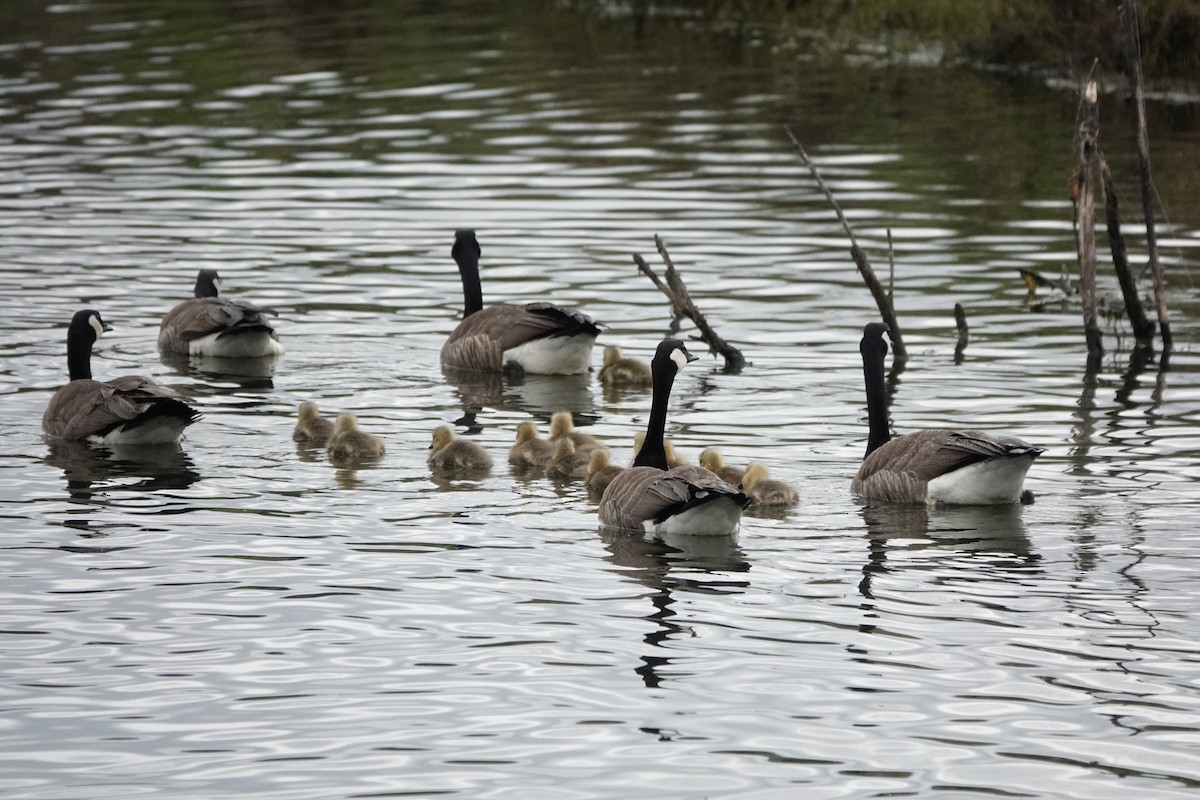 Canada Goose - ML617326996