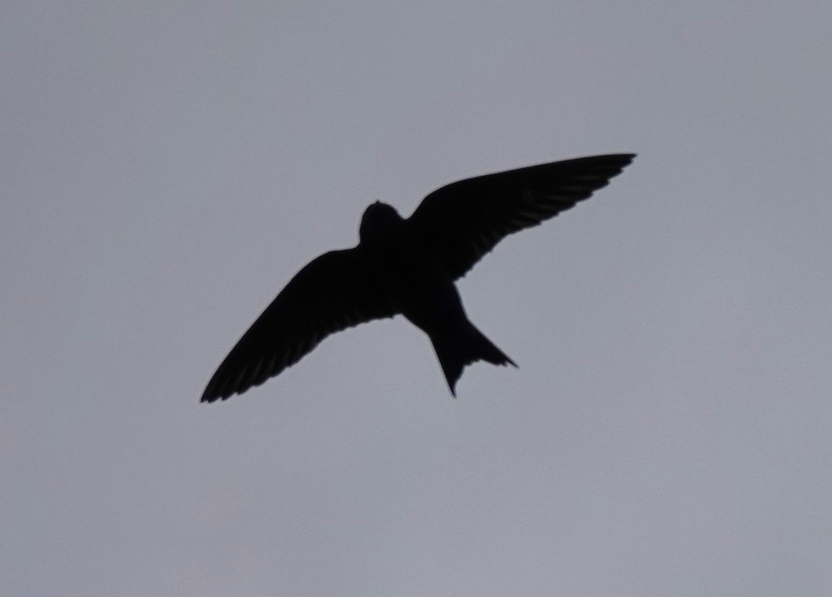 Purple Martin - ML617327007