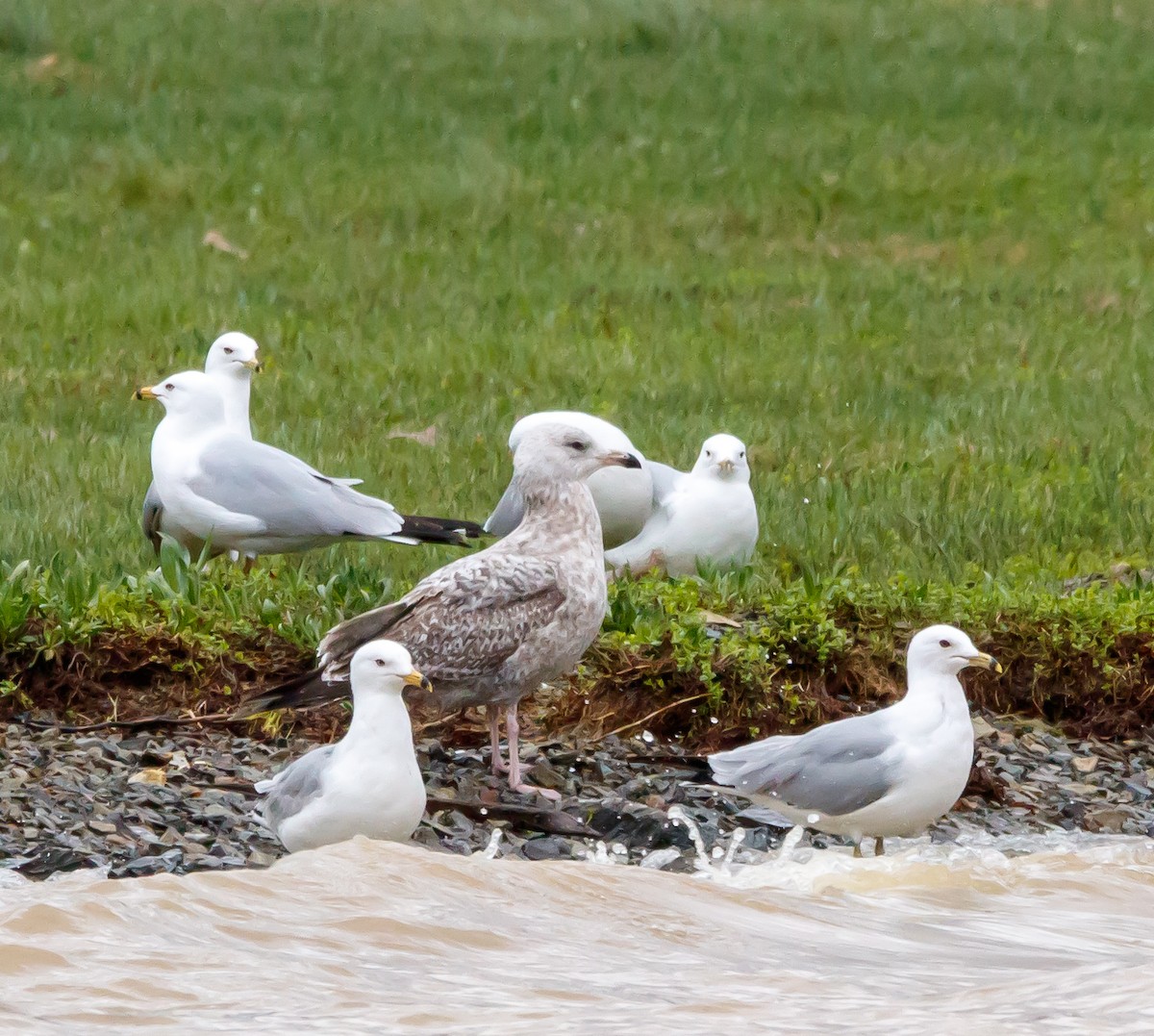 Gaviota Argéntea - ML617327013