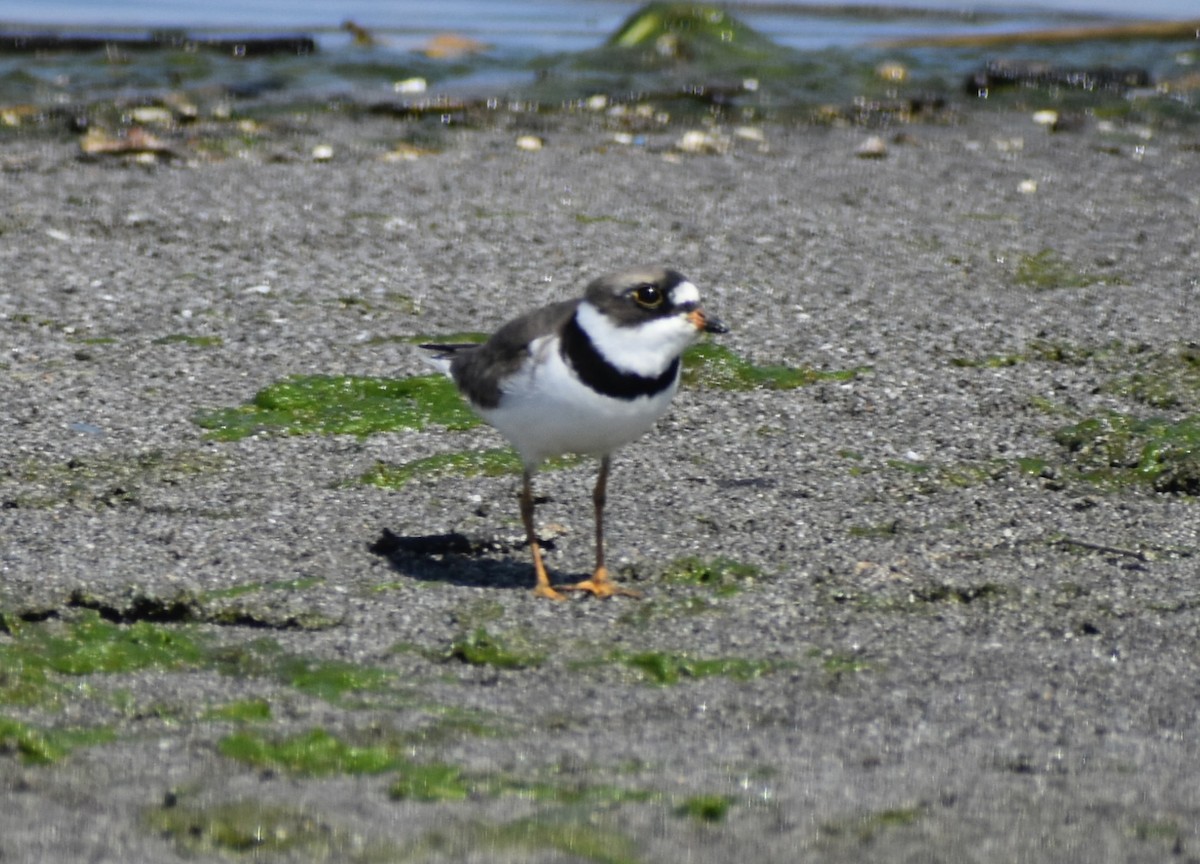 Semipalmated Plover - Carlos G Vasquez C