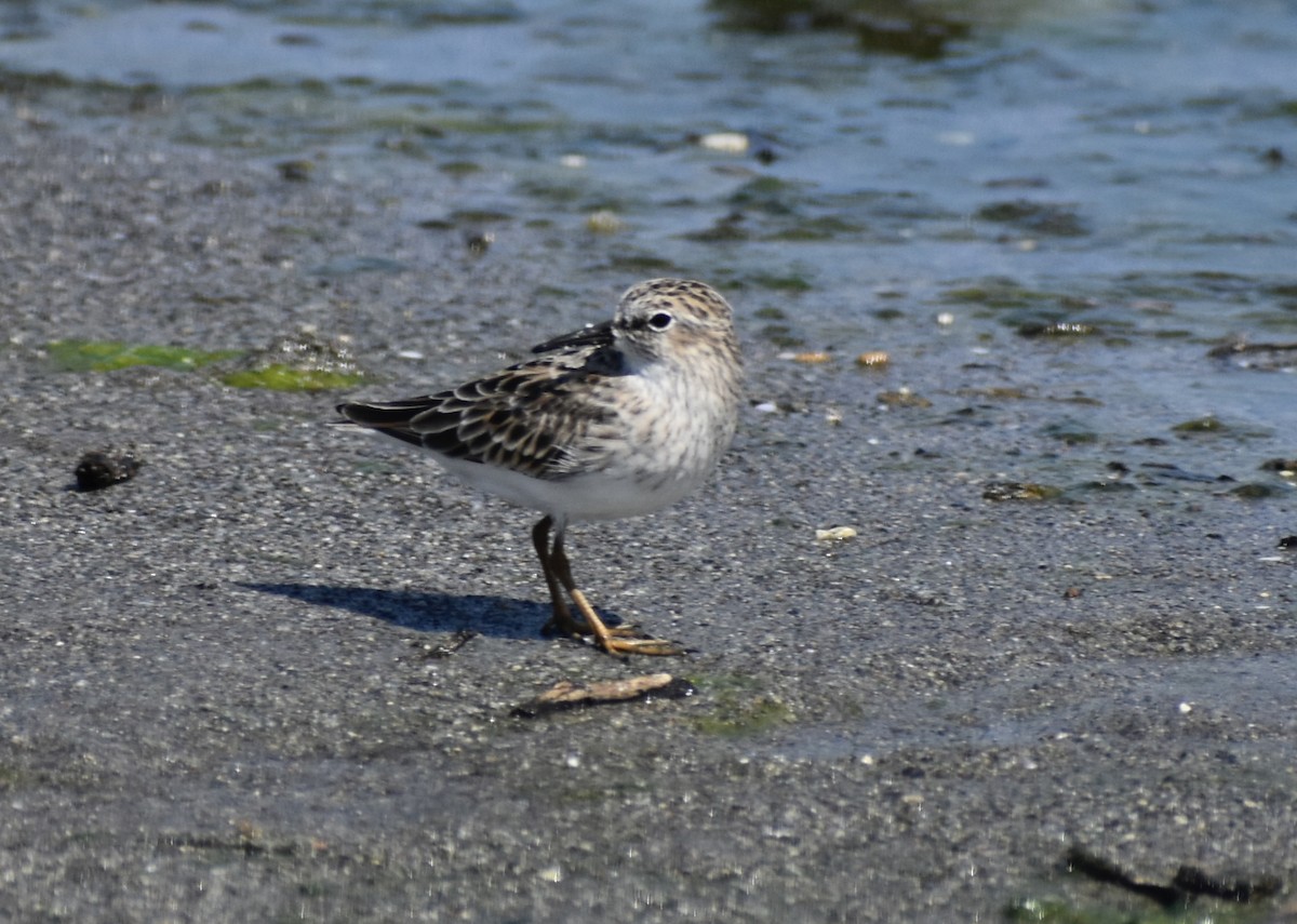 Least Sandpiper - ML617327075