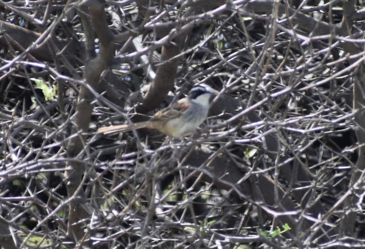 Stripe-headed Sparrow - Carlos G Vasquez C