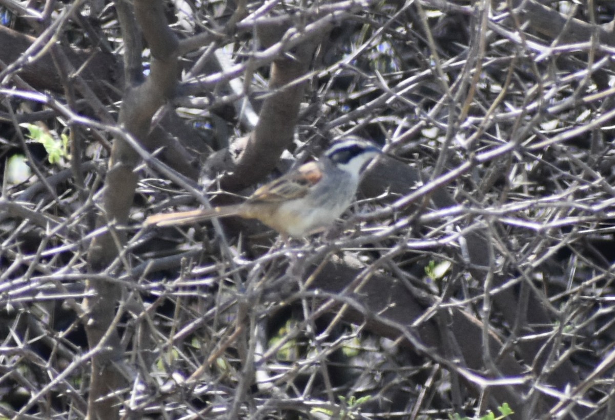 Stripe-headed Sparrow - Carlos G Vasquez C