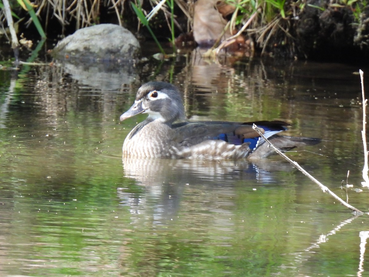 Wood Duck - ML617327093