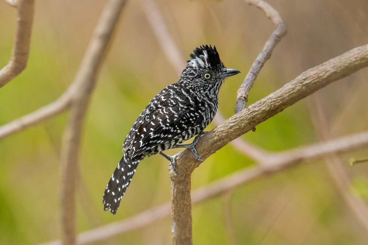 Barred Antshrike - ML617327101