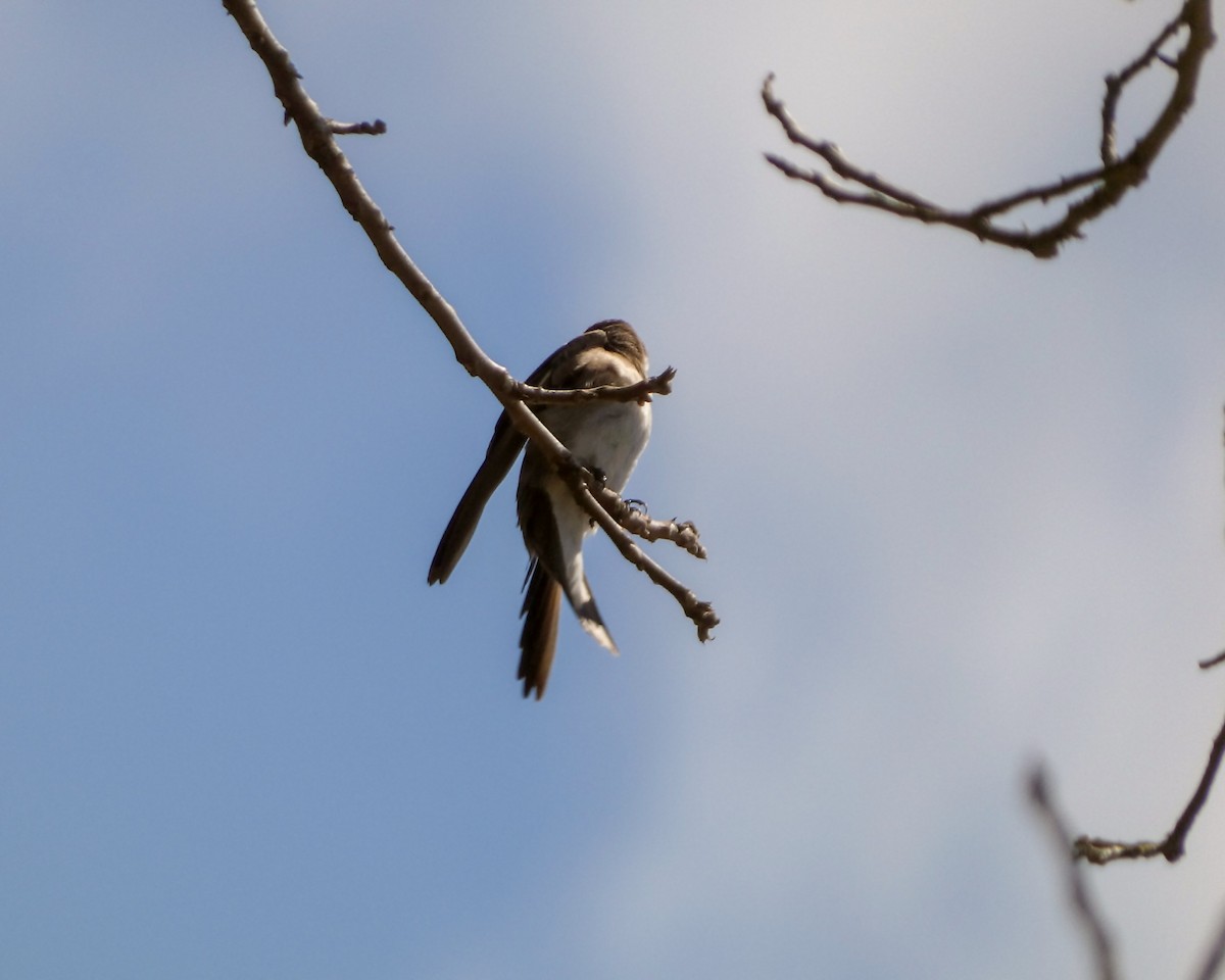 Northern Rough-winged Swallow - ML617327105