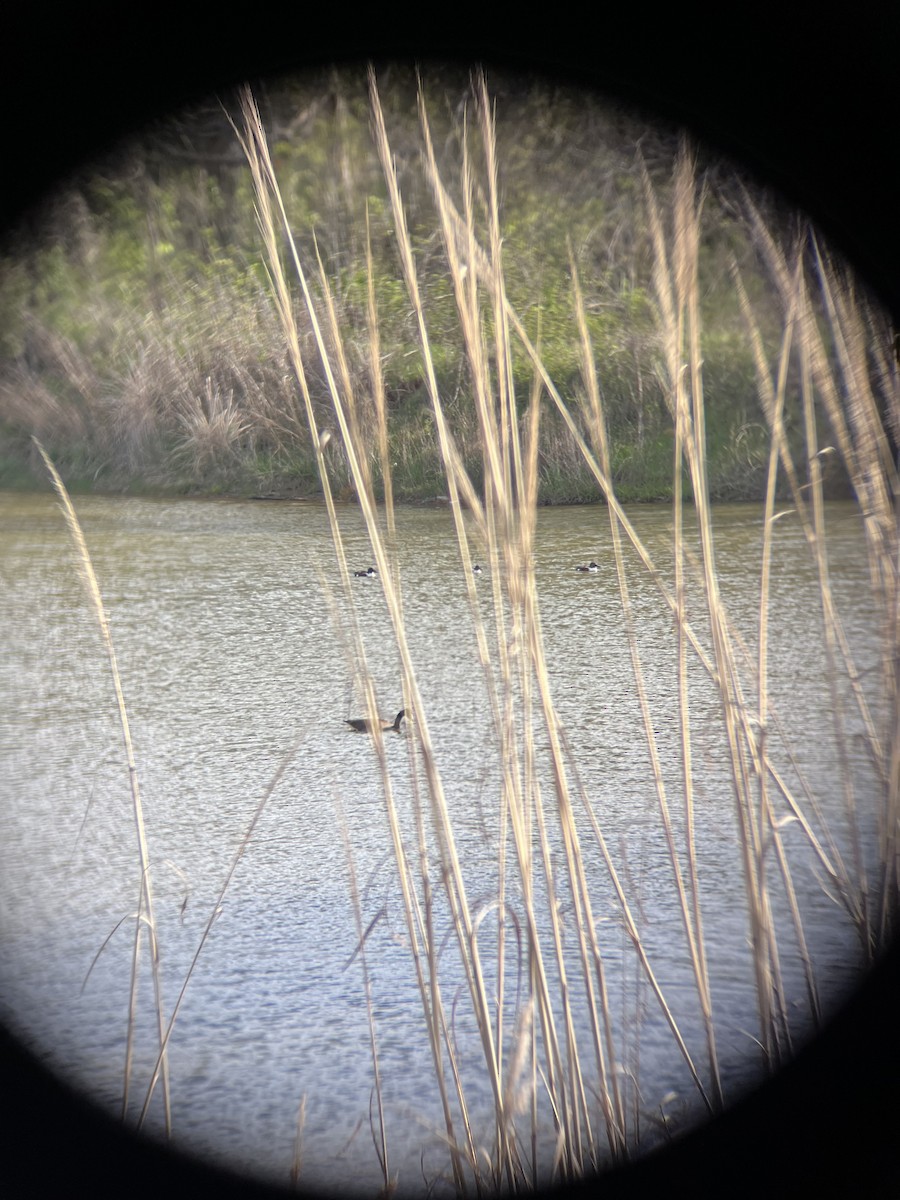 琵嘴鴨 - ML617327138