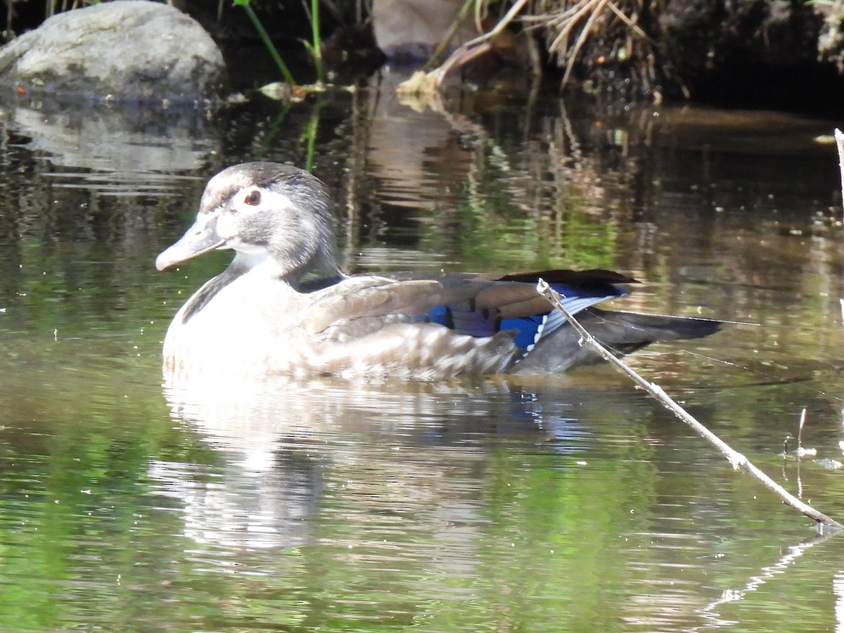 Wood Duck - ML617327139