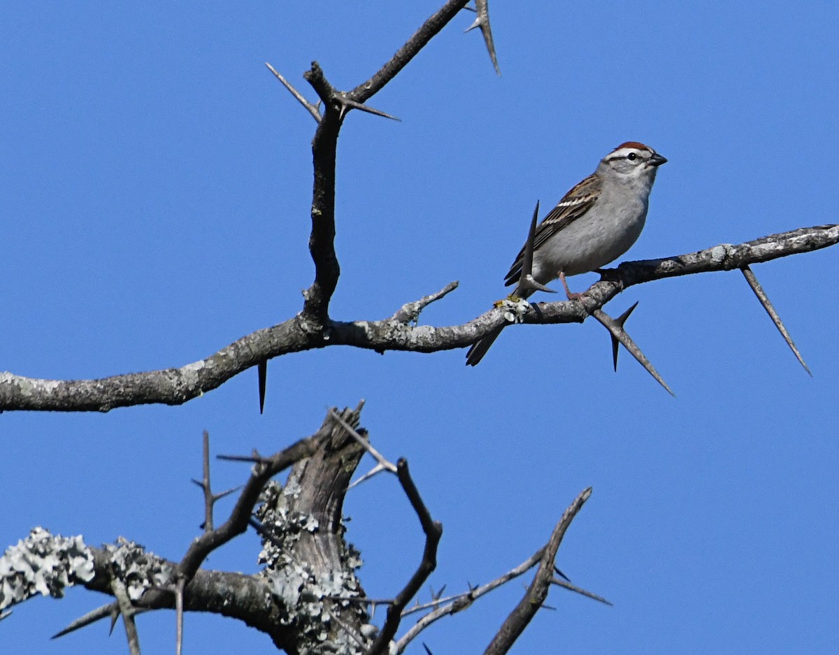 Chipping Sparrow - ML617327196