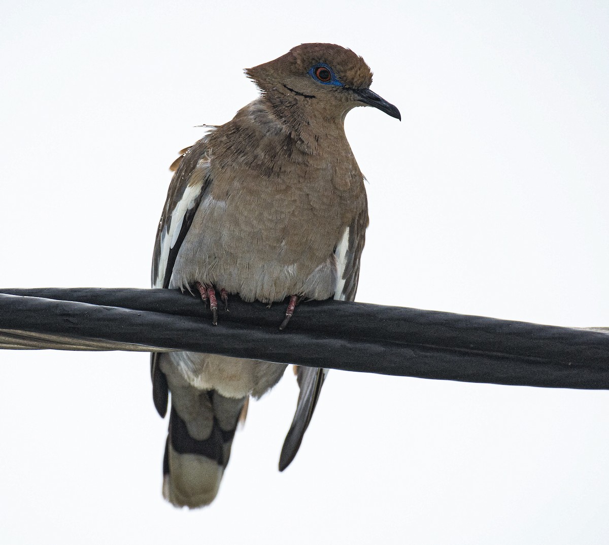 White-winged Dove - ML617327197