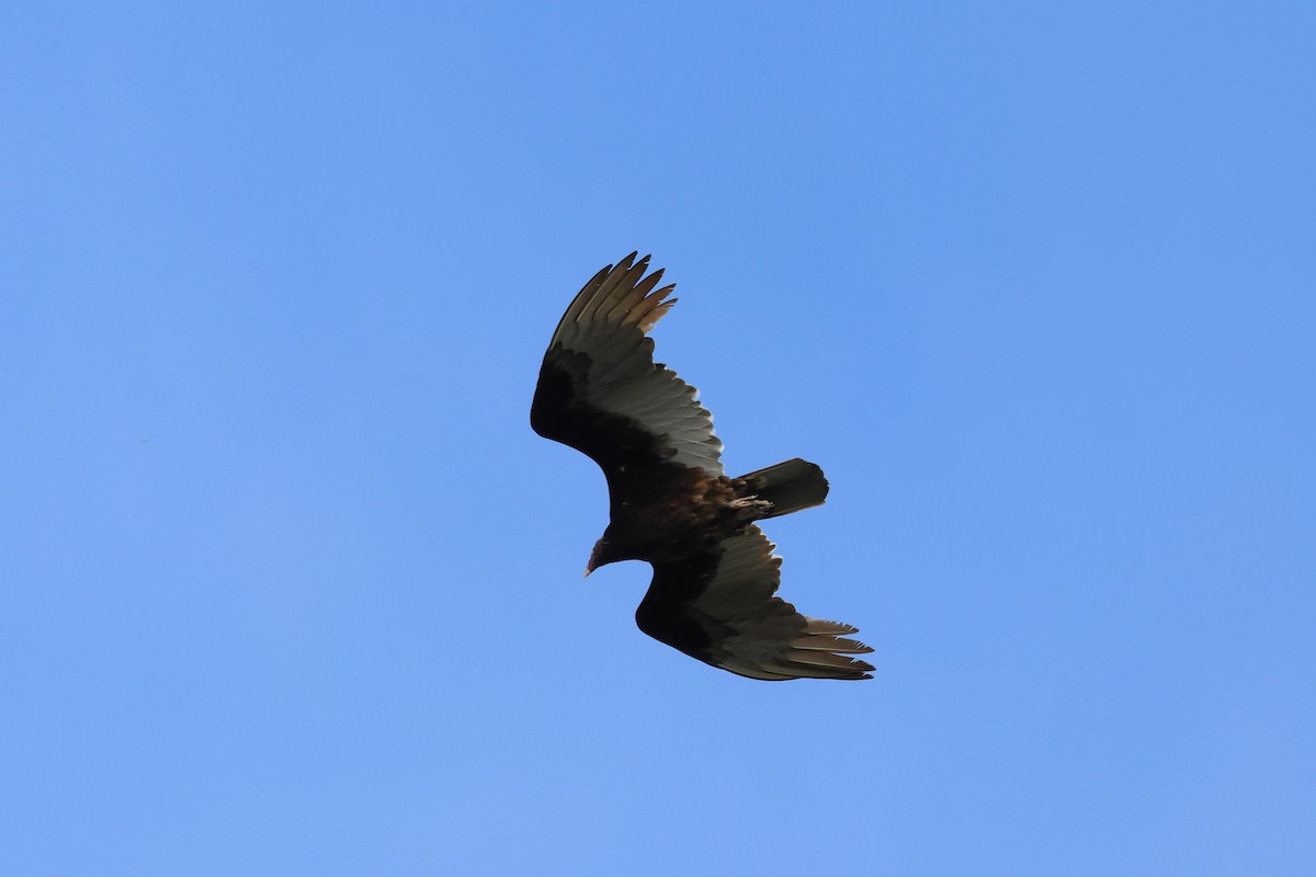 Turkey Vulture - ML617327201