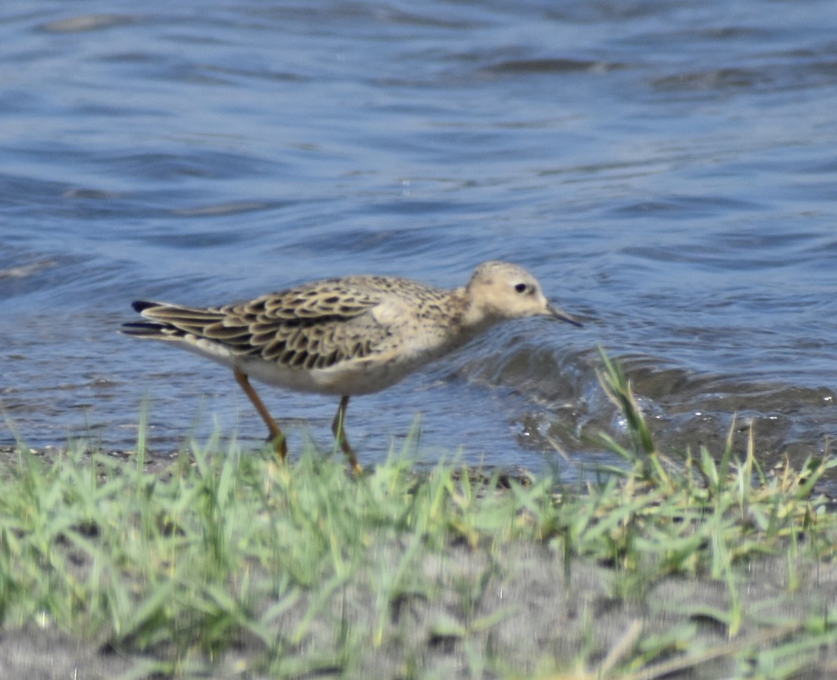 Buff-breasted Sandpiper - ML617327202