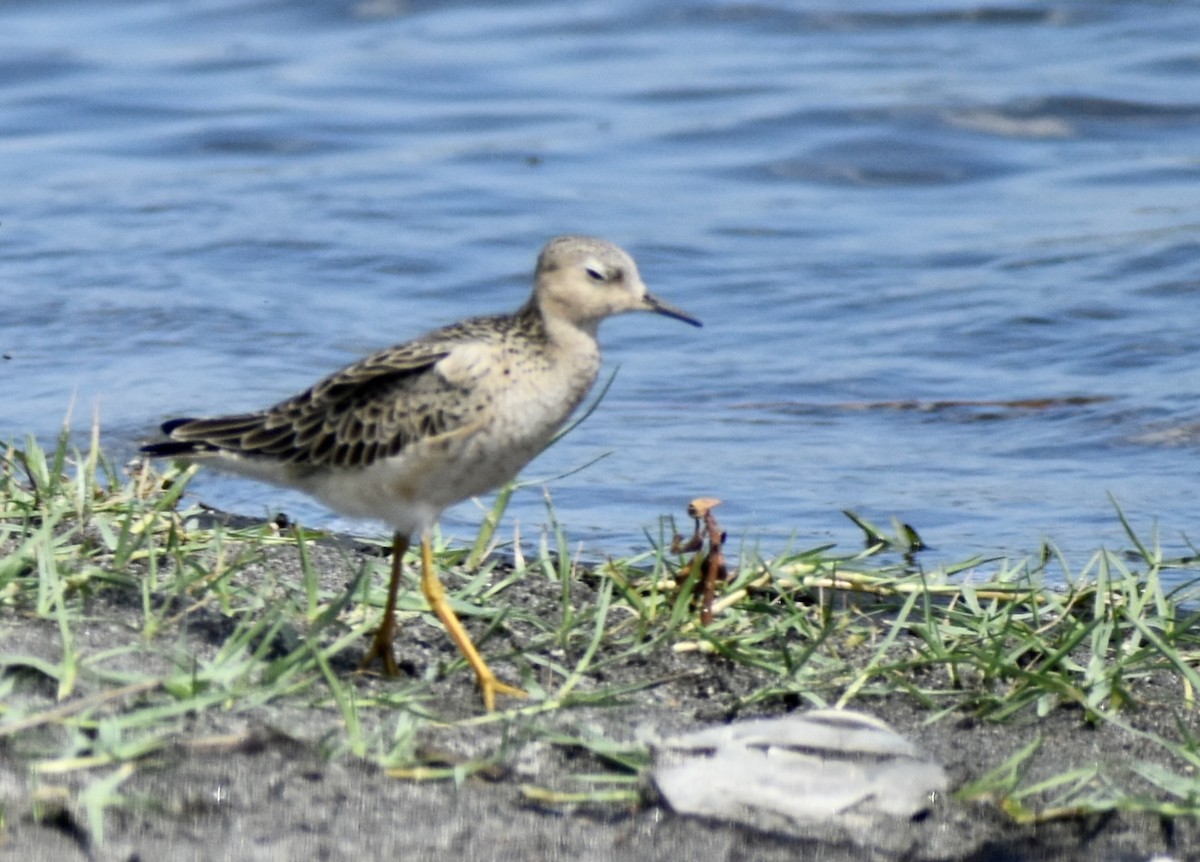 Buff-breasted Sandpiper - Carlos G Vasquez C