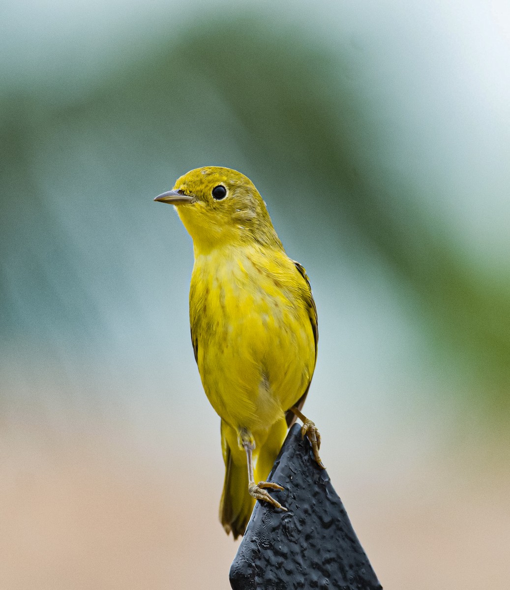 Yellow Warbler - ML617327211