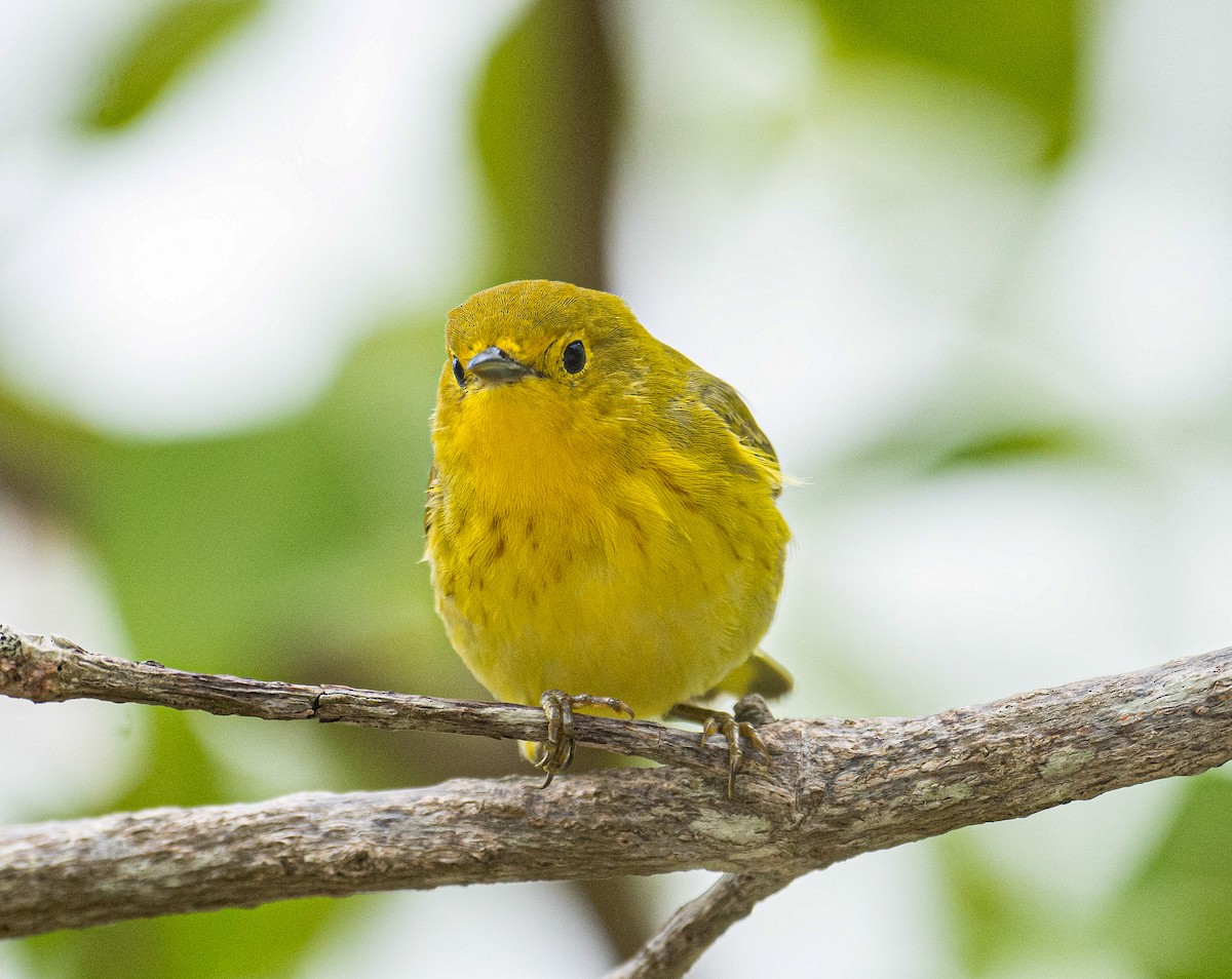 Yellow Warbler - ML617327213