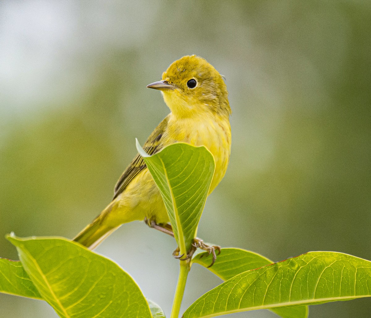 Yellow Warbler - ML617327214
