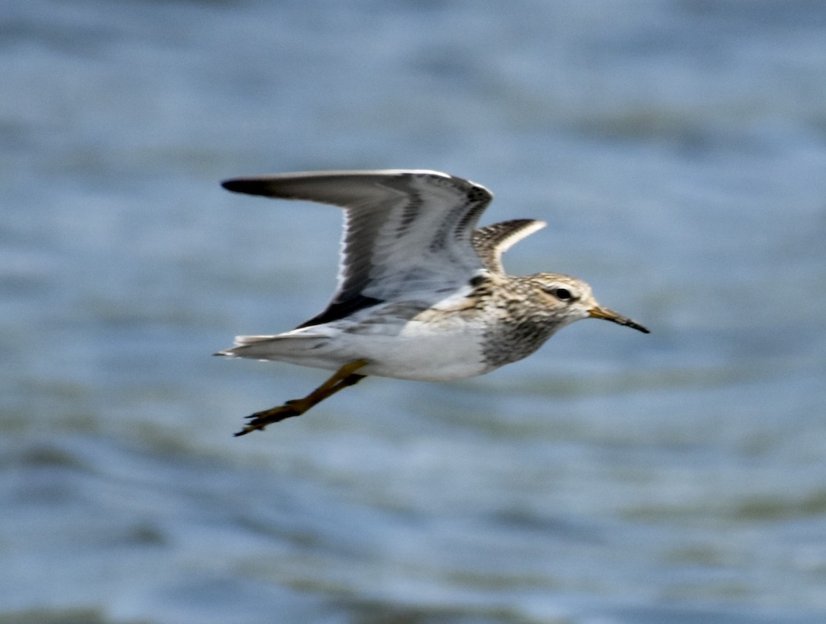 Graubrust-Strandläufer - ML617327223