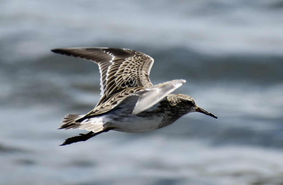 Pectoral Sandpiper - Carlos G Vasquez C