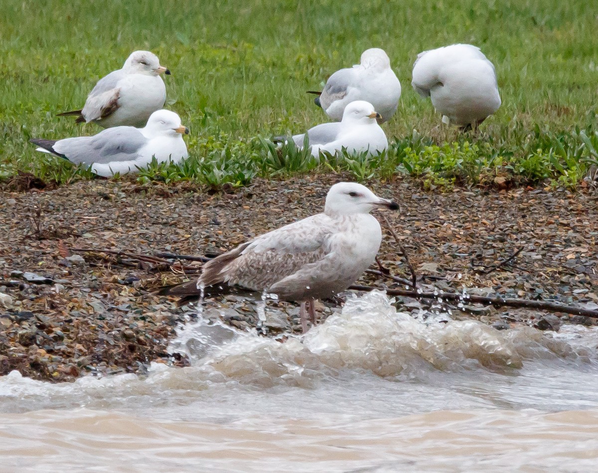 Gaviota Argéntea - ML617327231