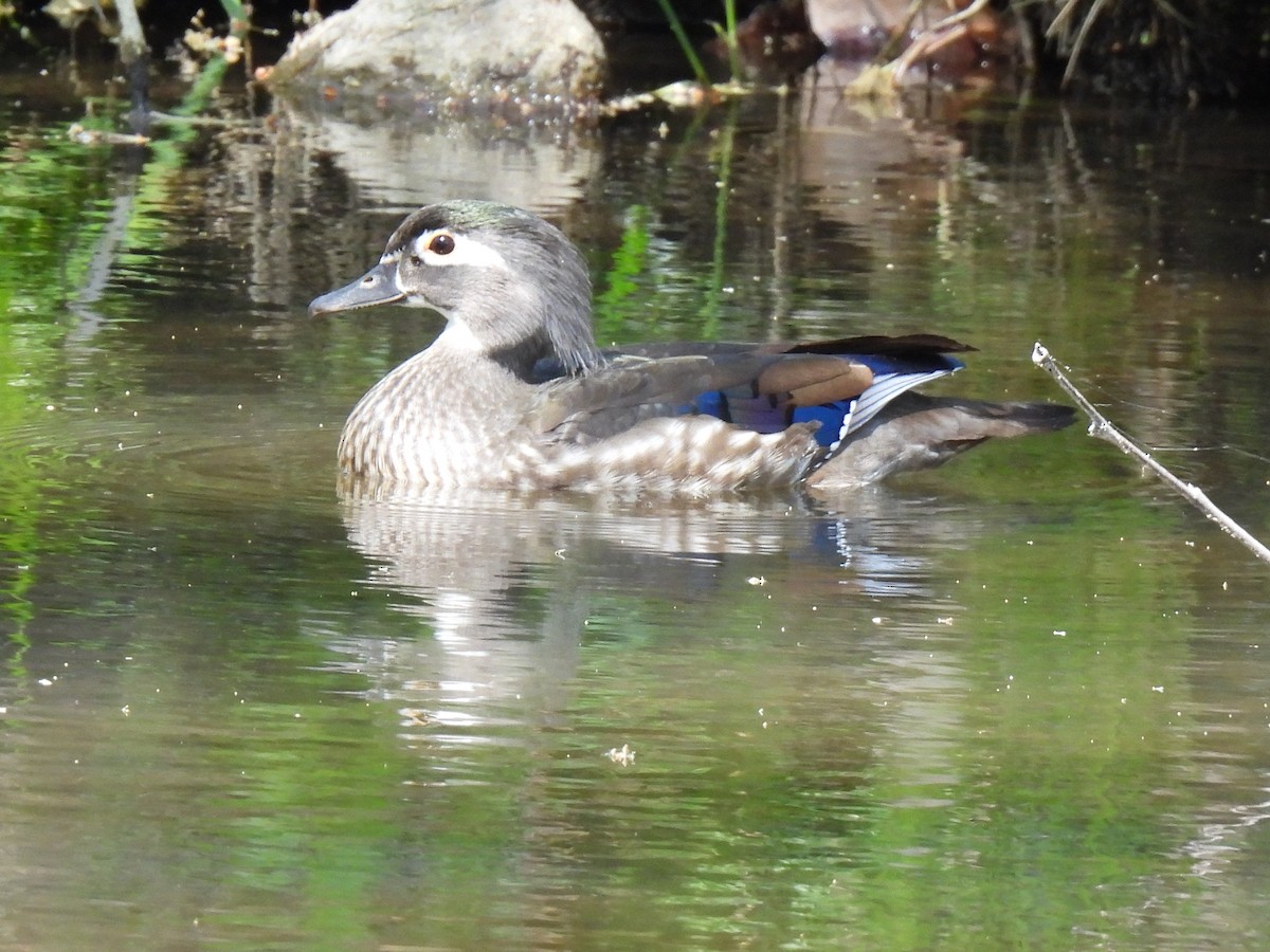 Wood Duck - ML617327258