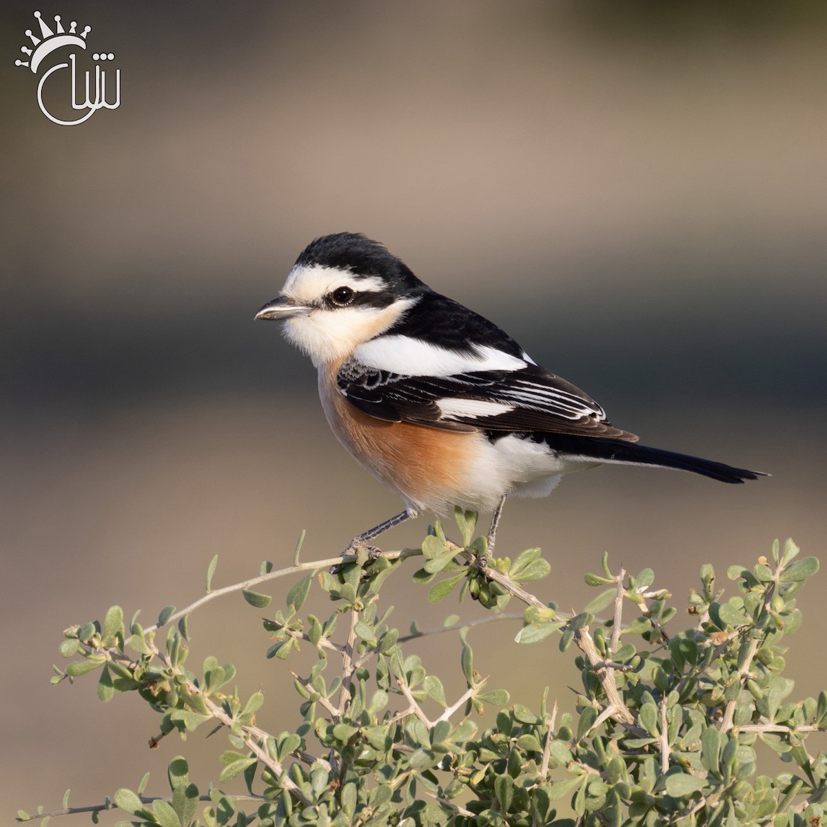 Masked Shrike - Mohamed Shah