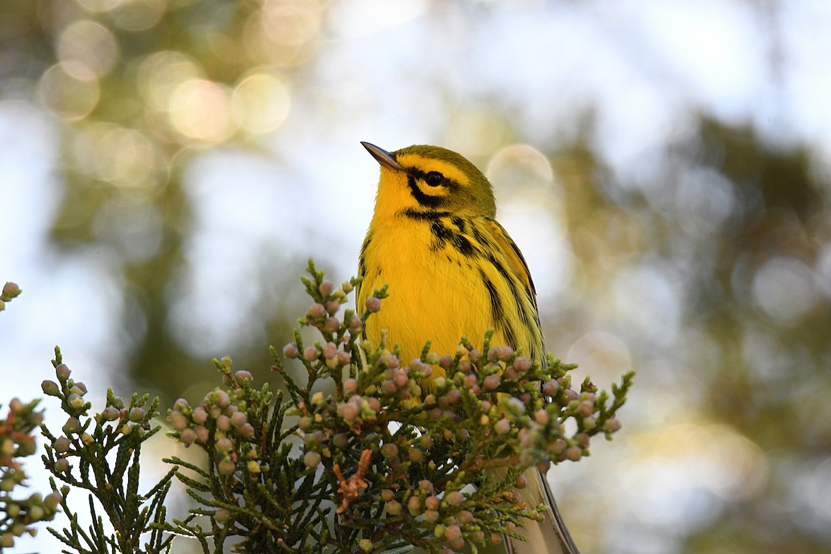 Prairie Warbler - ML617327284