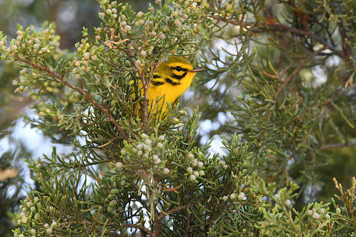 Prairie Warbler - Glenn Wyatt