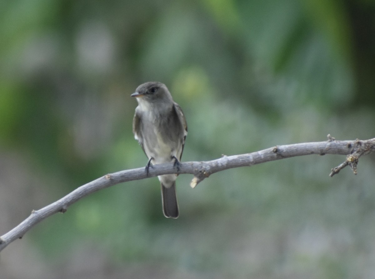 Western Wood-Pewee - Carlos G Vasquez C