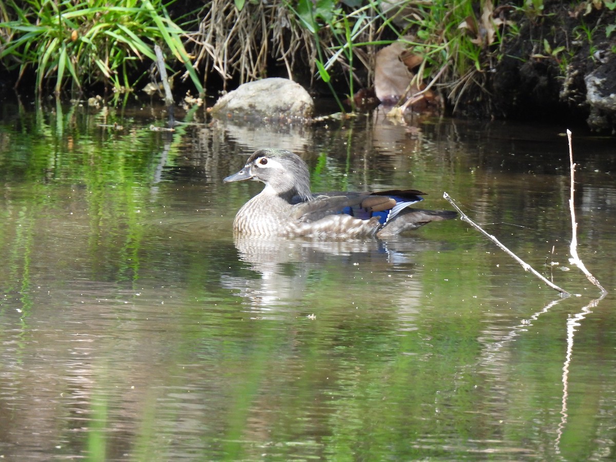 Wood Duck - ML617327331