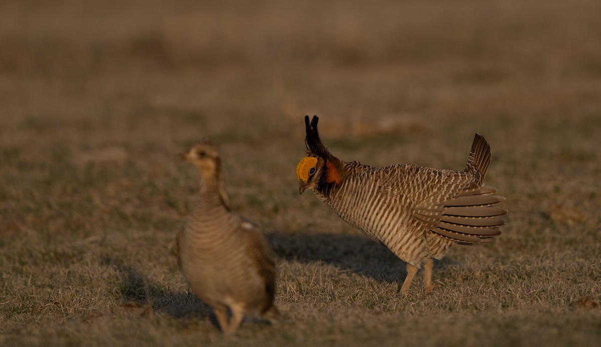 Lesser Prairie-Chicken - ML617327380