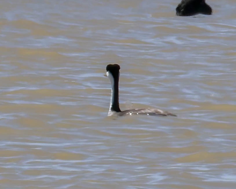 Western Grebe - ML617327384