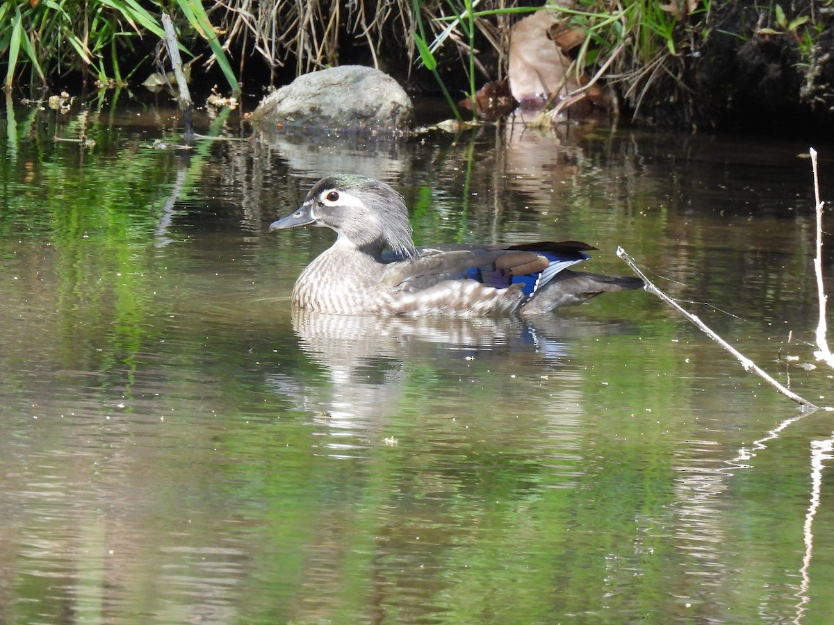 Wood Duck - ML617327422