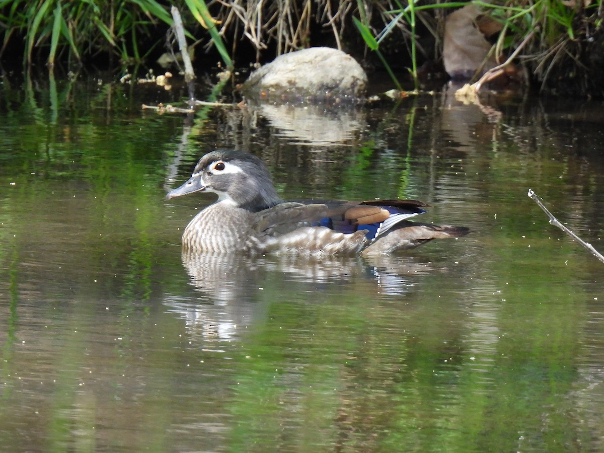 Wood Duck - ML617327473