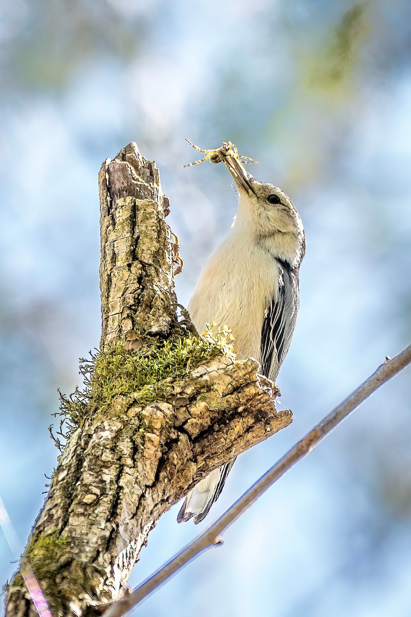 White-breasted Nuthatch - ML617327490