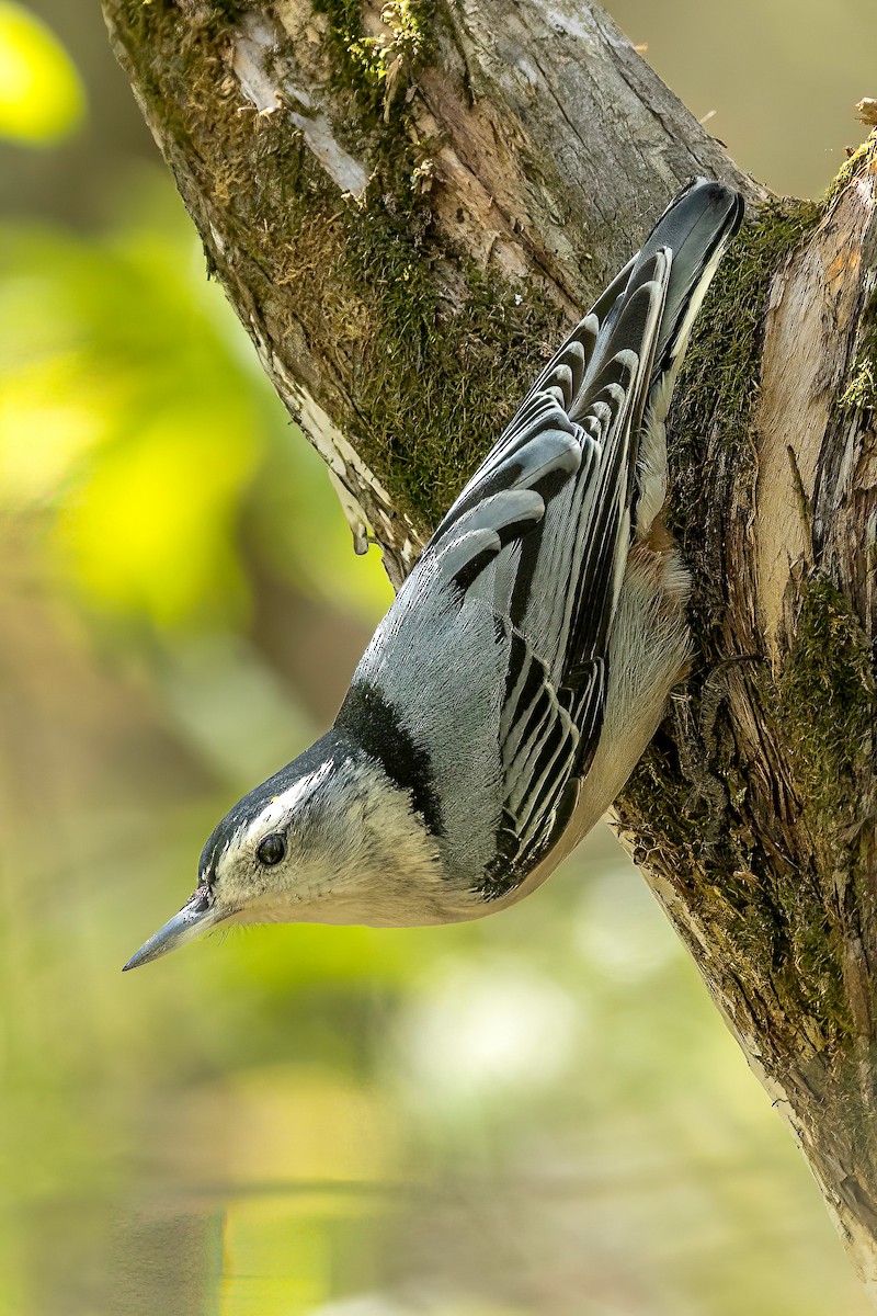 White-breasted Nuthatch - ML617327493