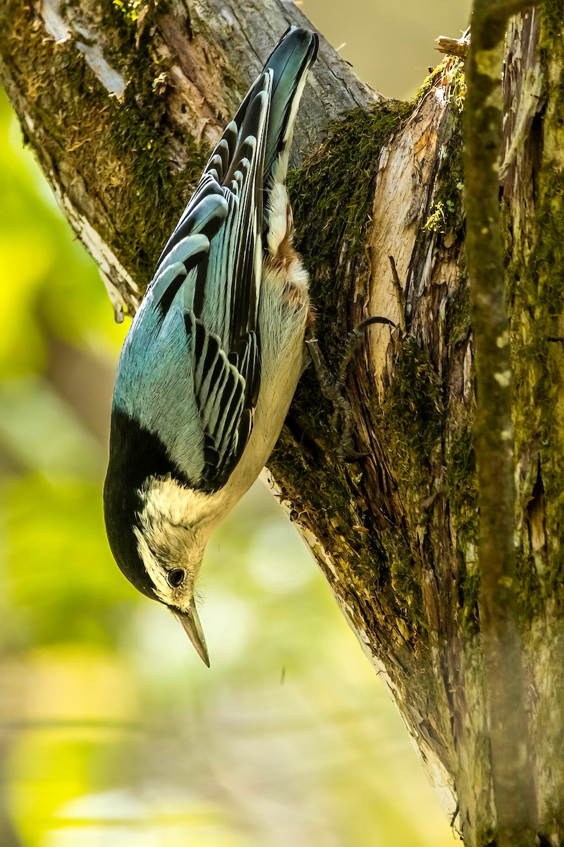 White-breasted Nuthatch - ML617327496