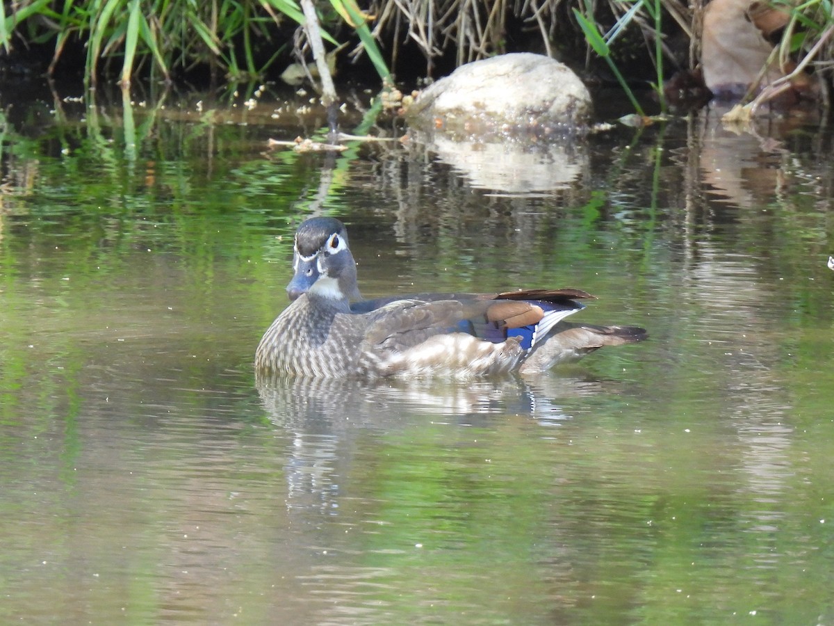 Wood Duck - ML617327524