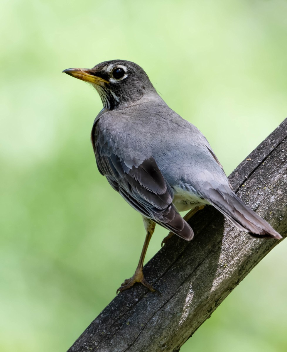 American Robin - Howard Cox