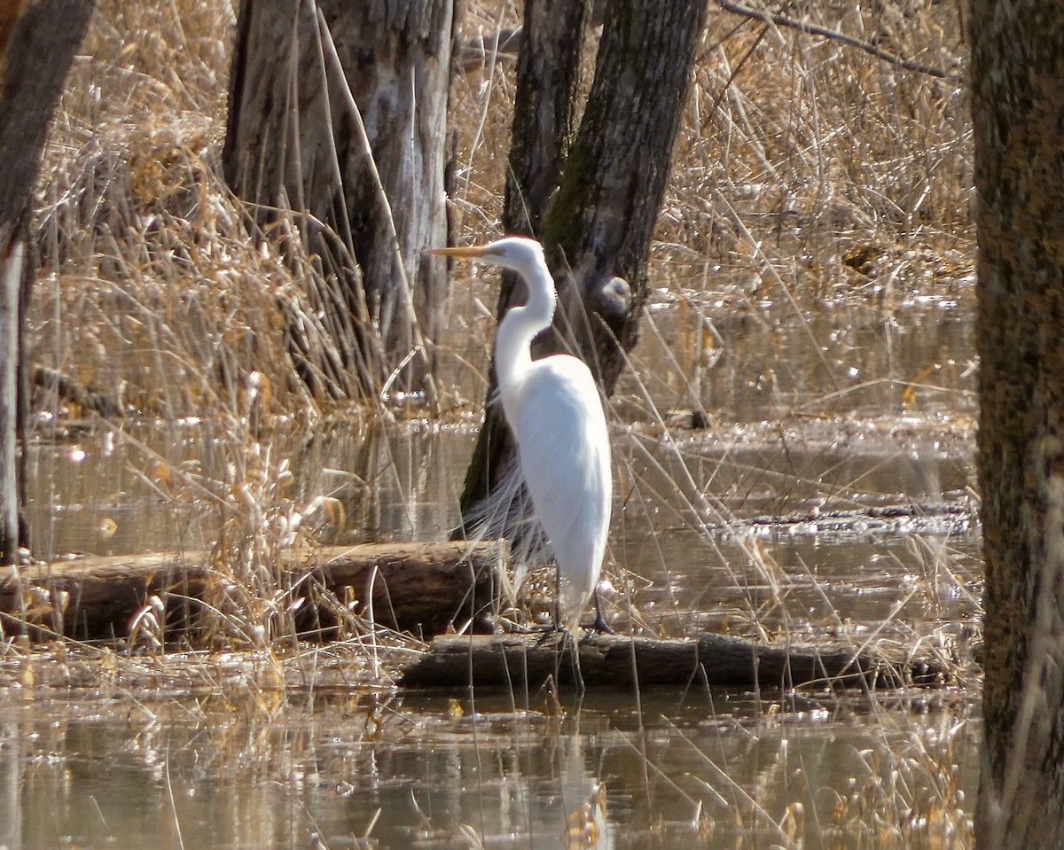 大白鷺 - ML617327597