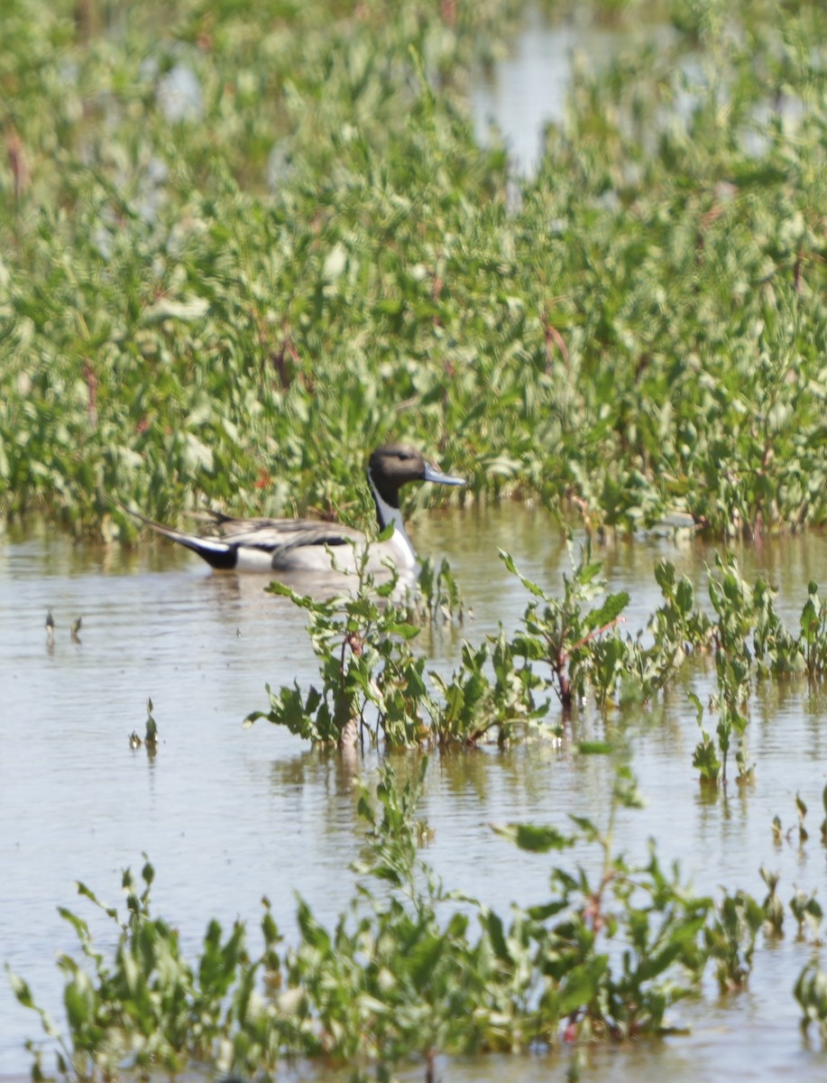 Northern Pintail - ML617327601