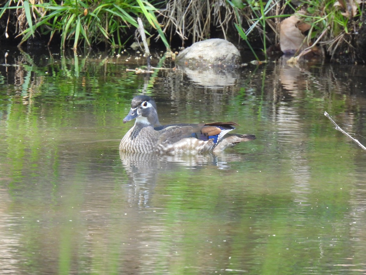 Wood Duck - ML617327607