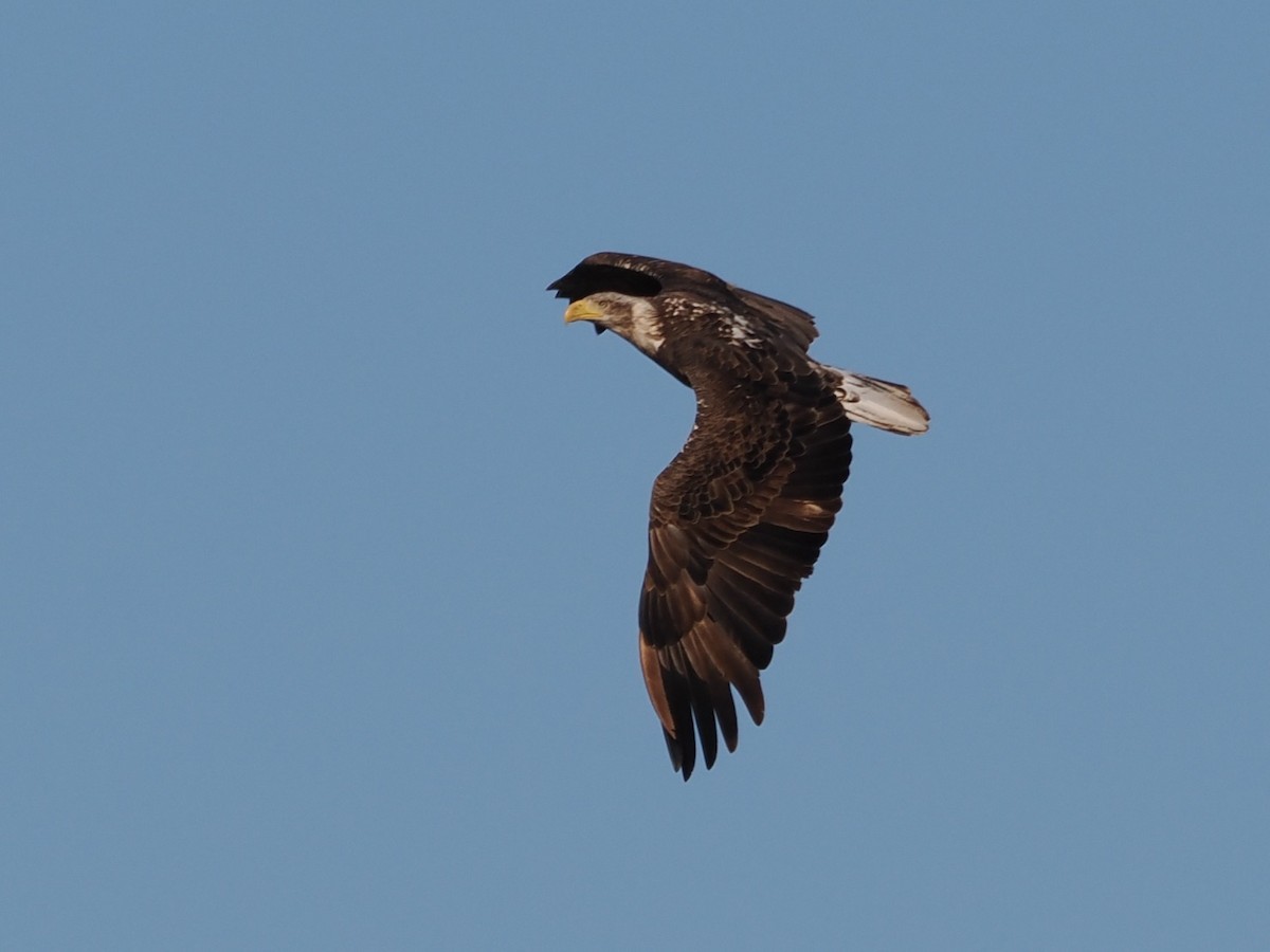 Bald Eagle - ML617327622