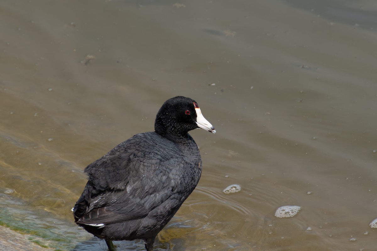 American Coot - ML617327641