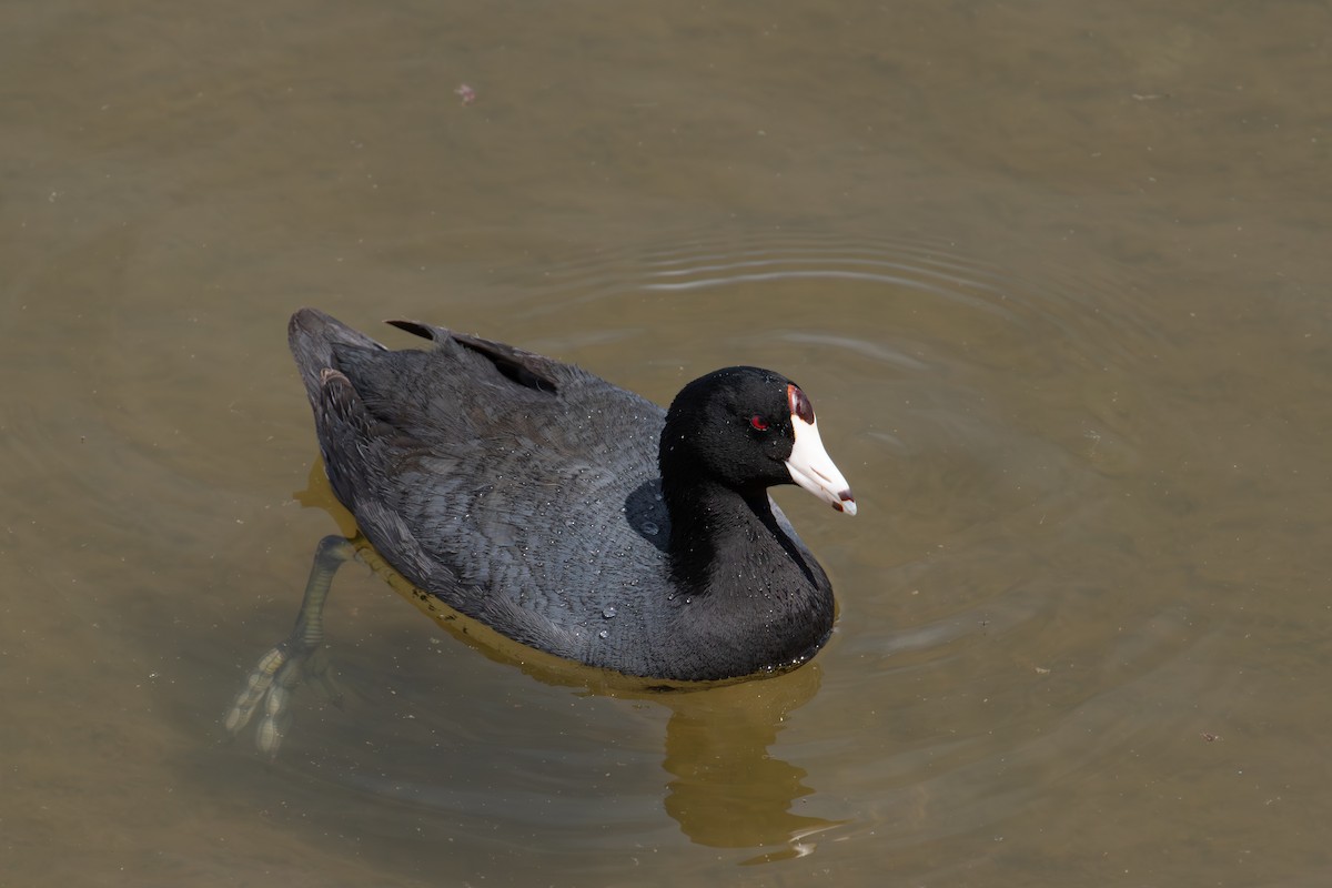 American Coot - ML617327642