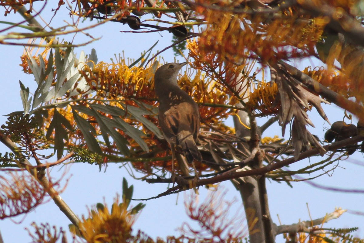 Greater Whitethroat - ML617327644