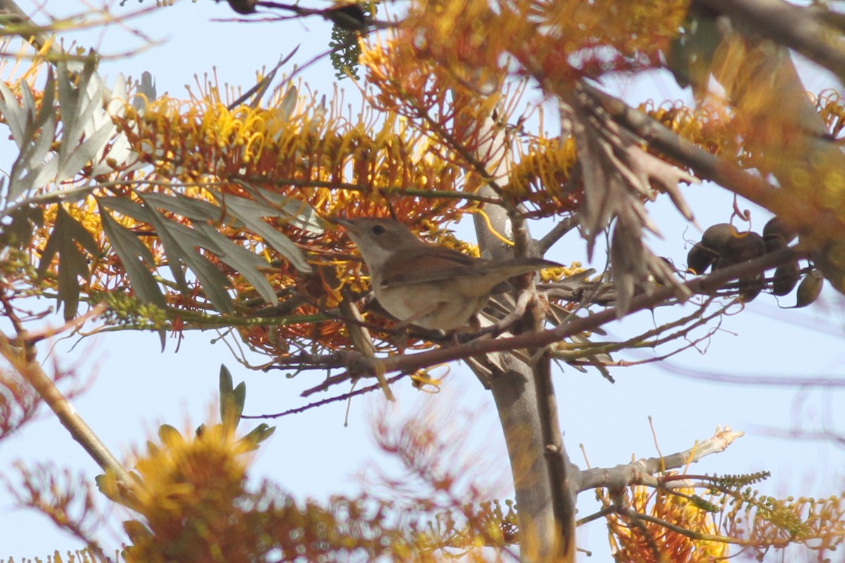 Greater Whitethroat - ML617327645