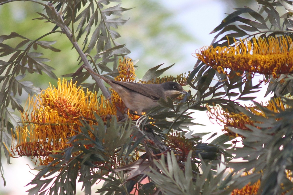 Western Orphean Warbler - Xabier Remirez