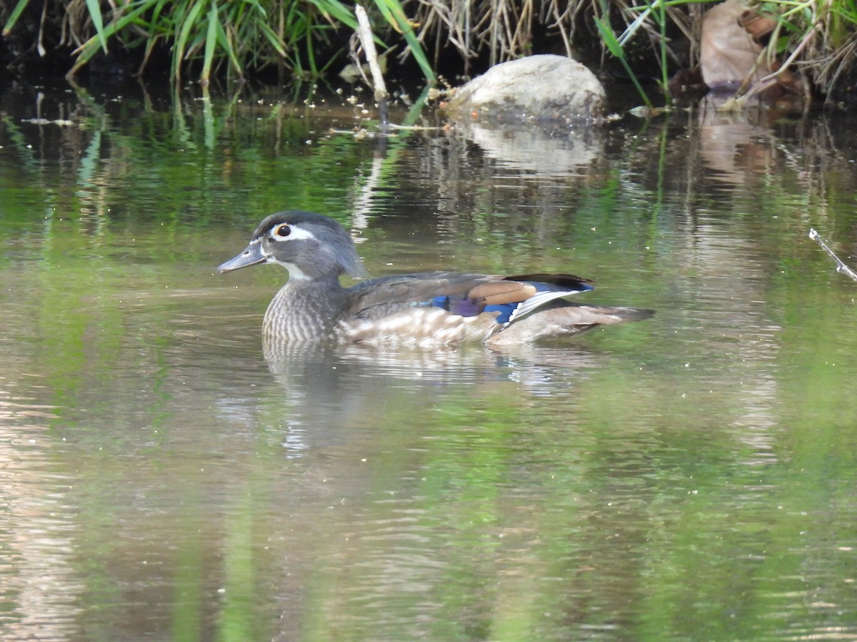 Wood Duck - ML617327670